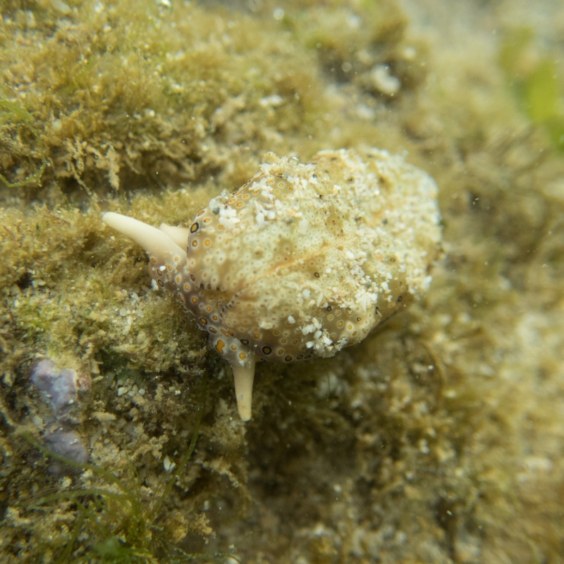 2016 Japan, Okinawa