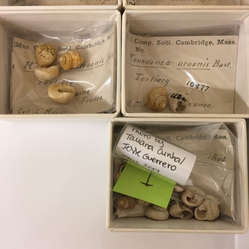 Fossil shells from the collection
