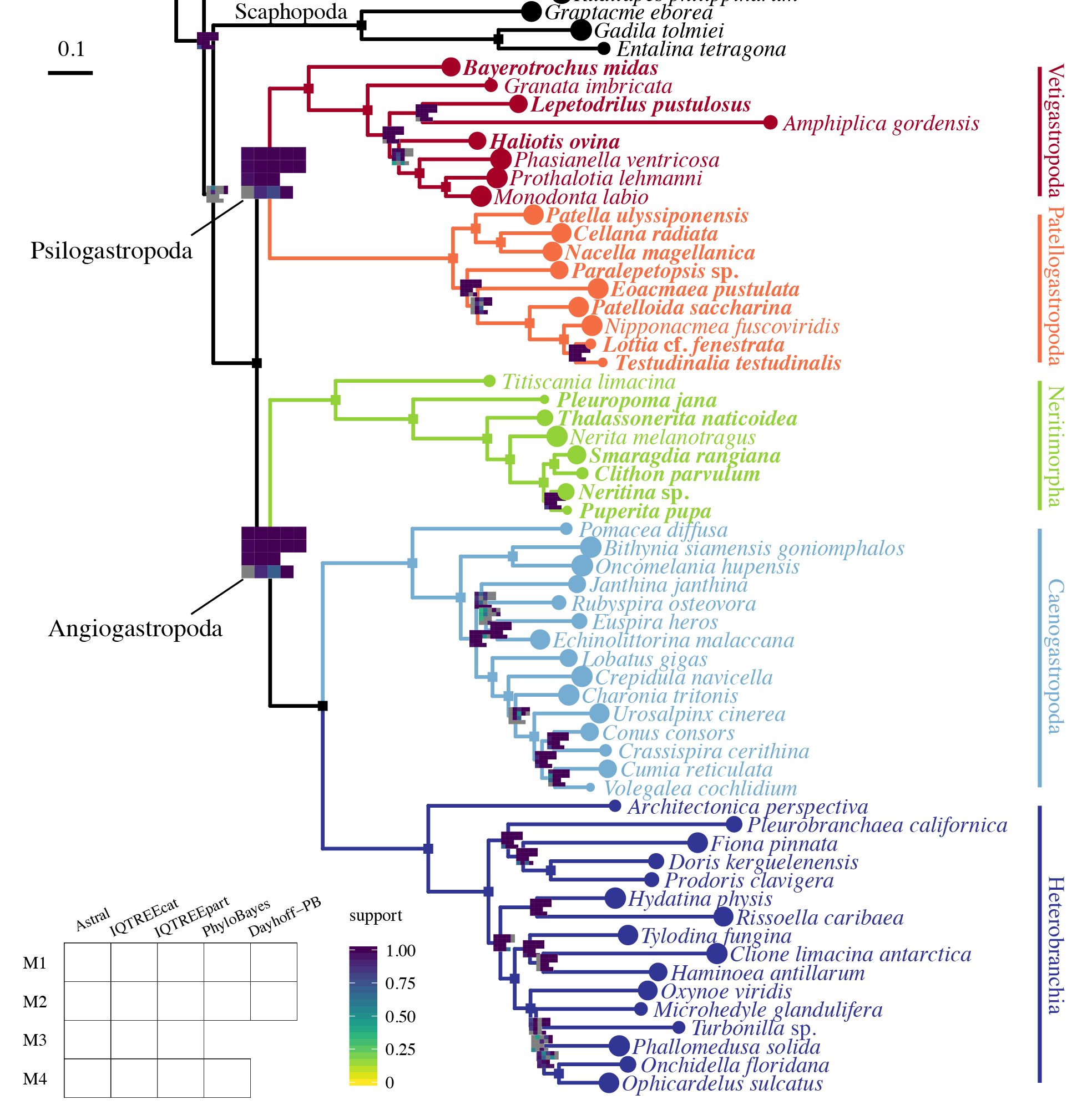 Phylogenomic tree of gastropod molluscs