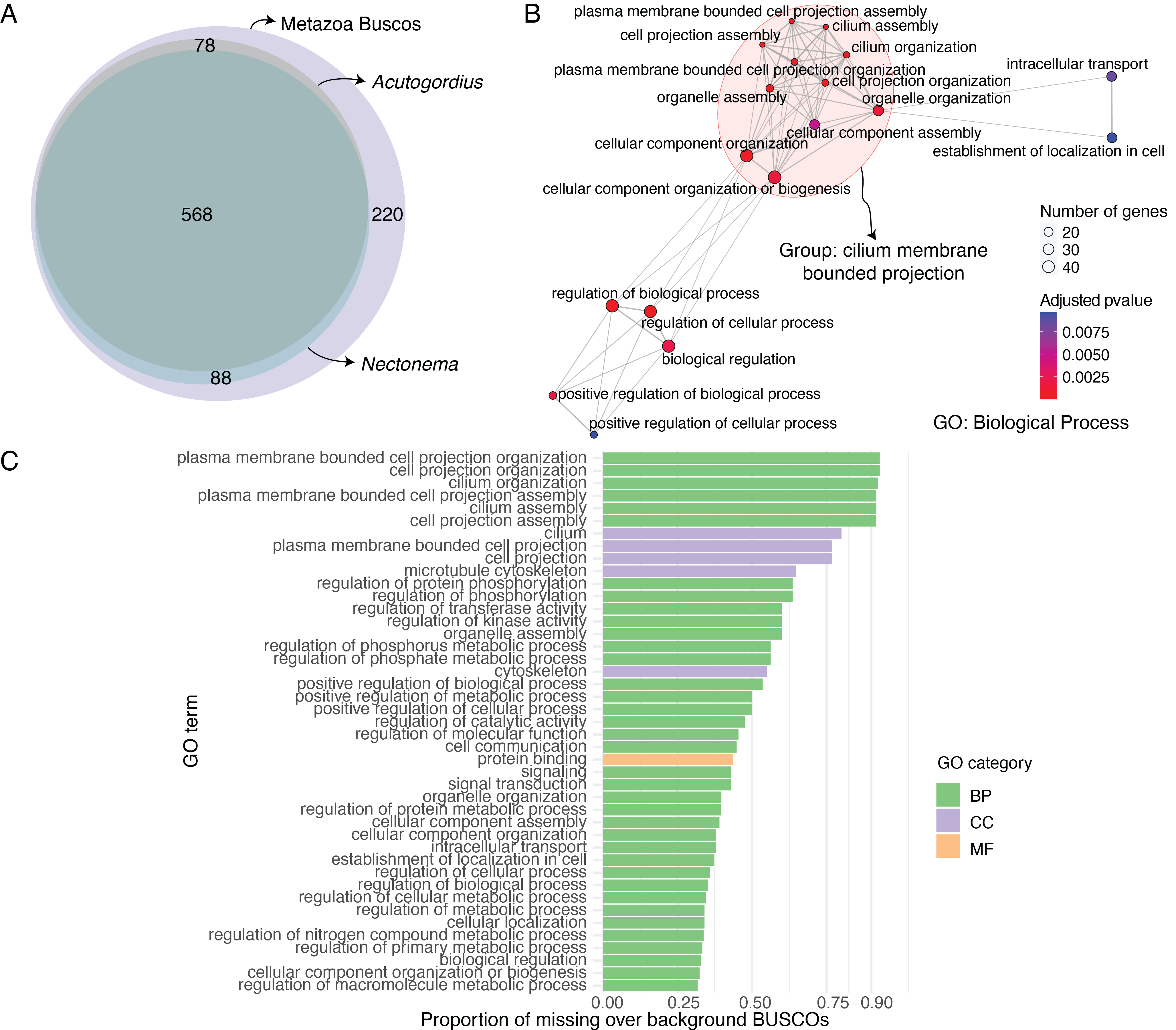 Loss of ciliary machinery genes in parasitic hairworms