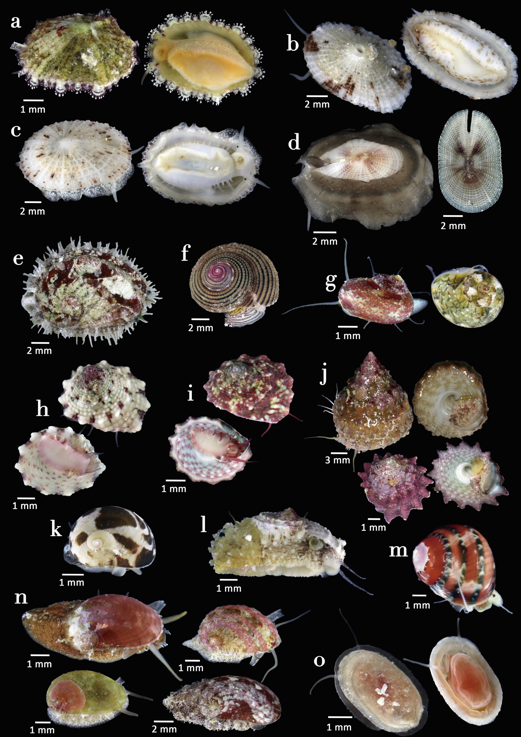 Vetigastropoda of the Maldives